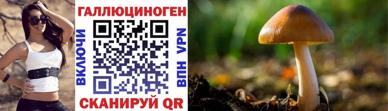 Псилоцибиновые грибы Psilocybe  Завитинск 